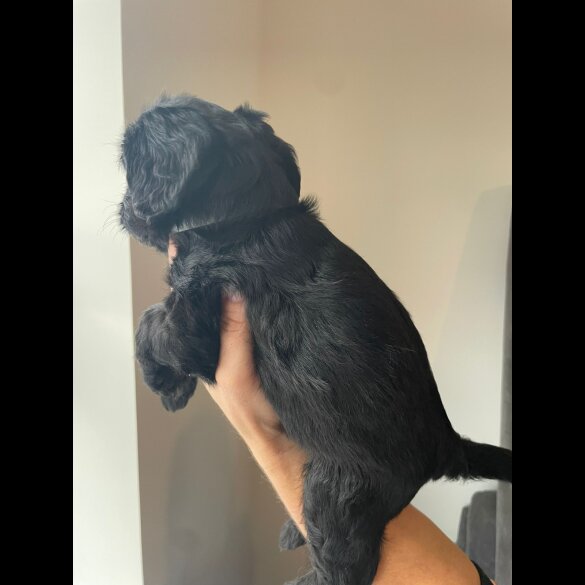 Cockapoo - Both
