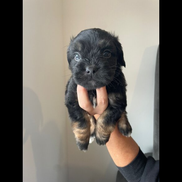 Cockapoo - Both