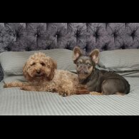 Cockapoo - Both