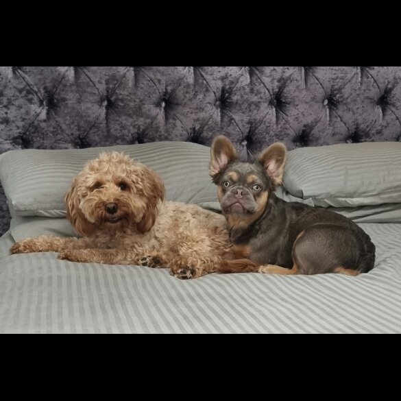 Cockapoo - Both