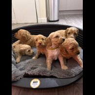 Cockapoo - Both