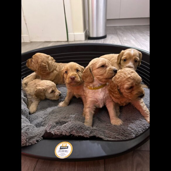 Cockapoo - Both