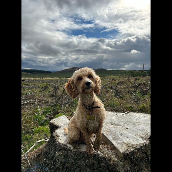 Cockapoo - Both