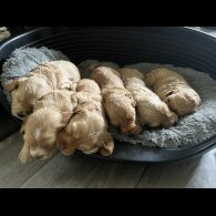 Cockapoo - Both