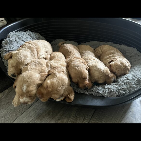 Cockapoo - Both