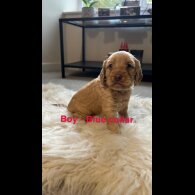 Cockapoo - Both