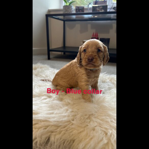 Cockapoo - Both
