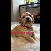 Cockapoo - Both