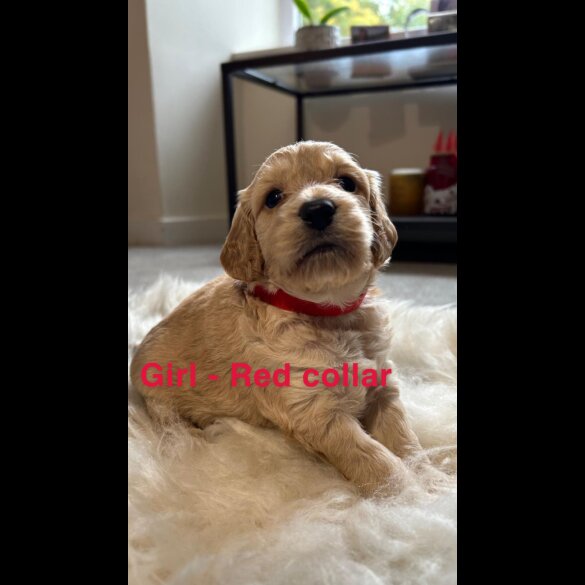 Cockapoo - Both