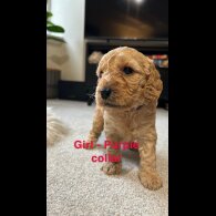 Cockapoo - Both