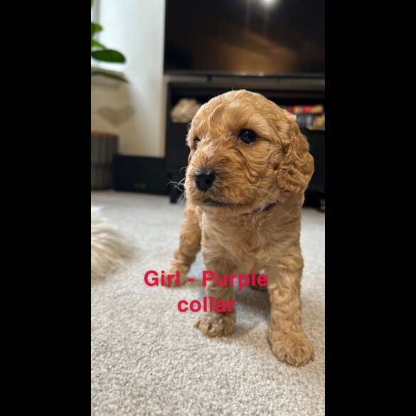 Cockapoo - Both