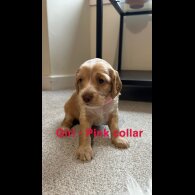 Cockapoo - Both