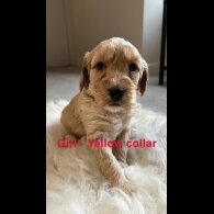 Cockapoo - Both