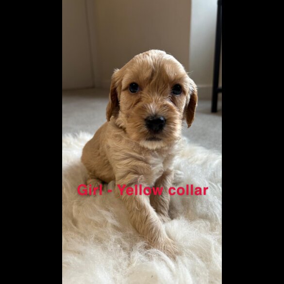 Cockapoo - Both