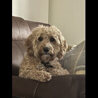 Cockapoo - Both