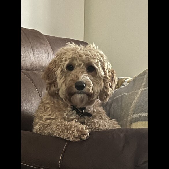 Cockapoo - Both