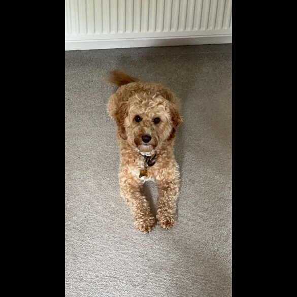 Cockapoo - Both