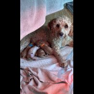 Cockapoo - Both