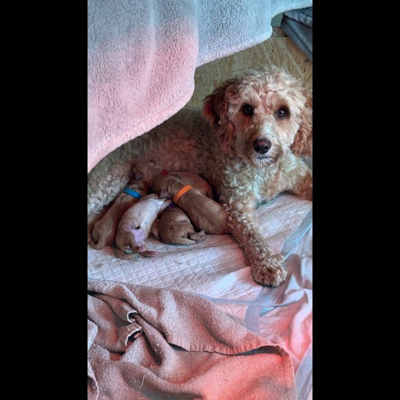Cockapoo - Both