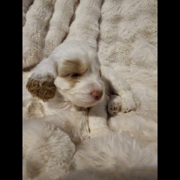 Cockapoo - Both