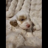 Cockapoo - Both