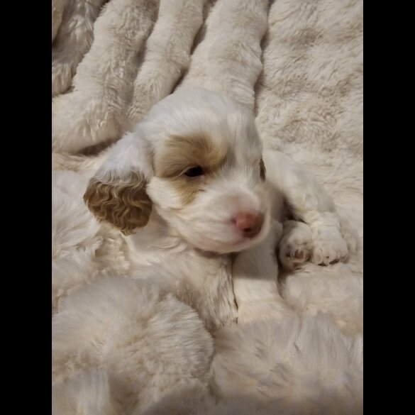 Cockapoo - Both