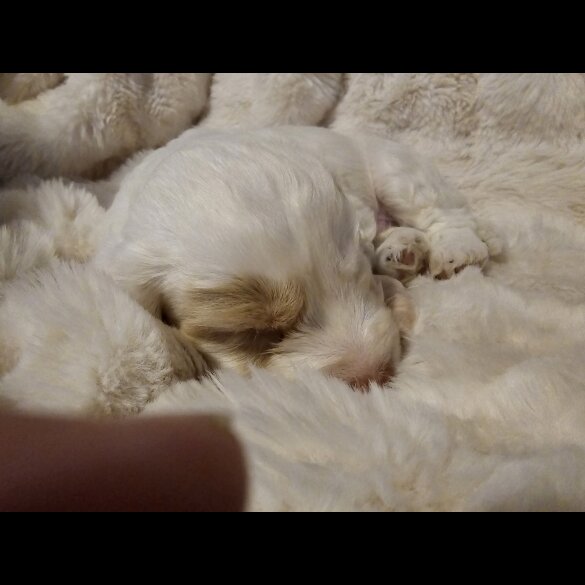 Cockapoo - Both