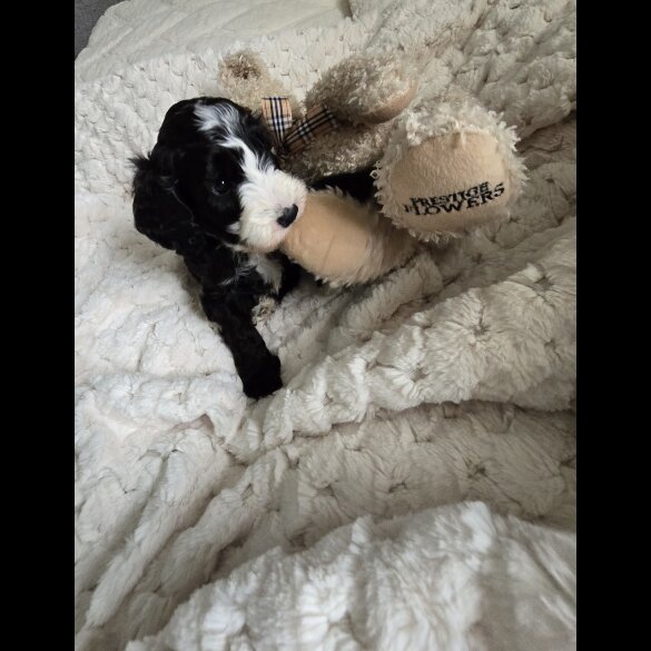 Cockapoo - Both