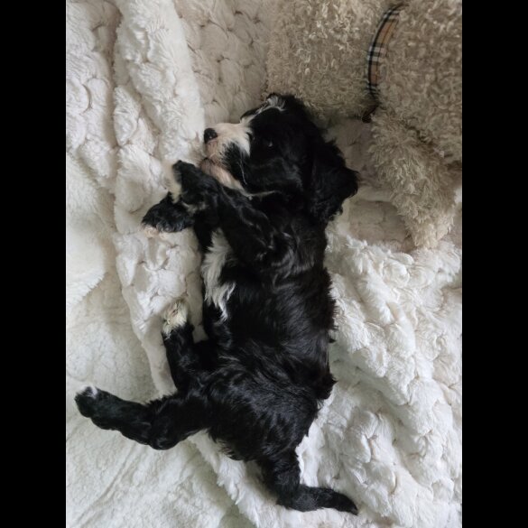 Cockapoo - Both