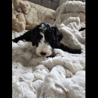Cockapoo - Both