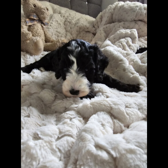 Cockapoo - Both