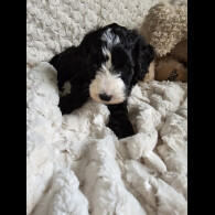 Cockapoo - Both