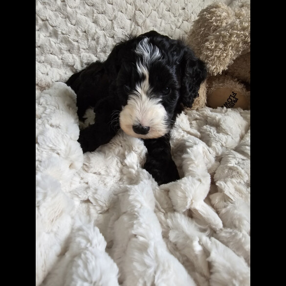 Cockapoo - Both