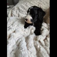 Cockapoo - Both