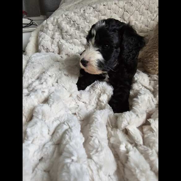 Cockapoo - Both