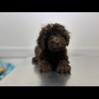 Cockapoo - Both