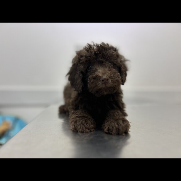 Cockapoo - Both