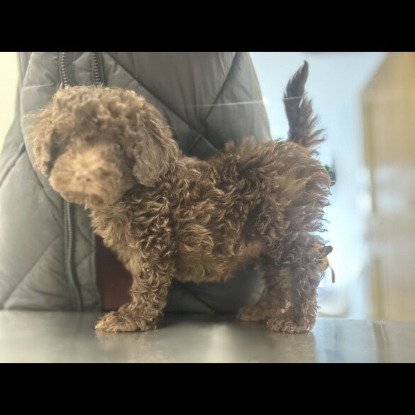 Cockapoo - Both