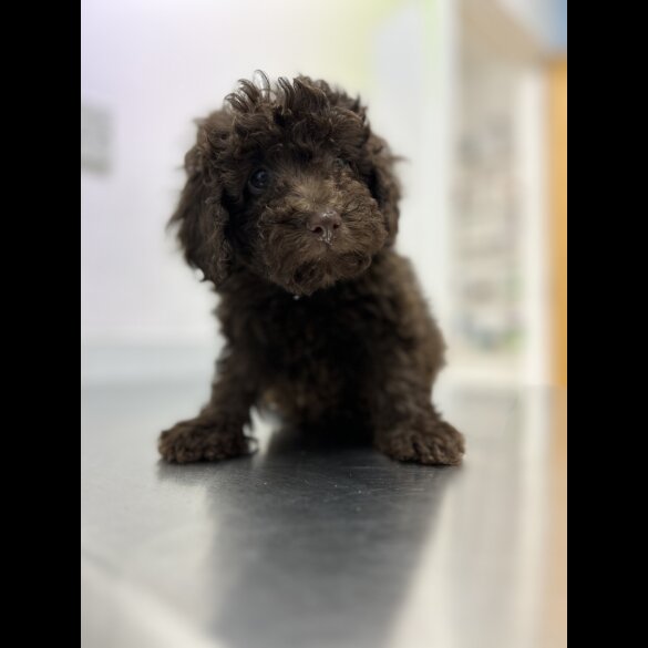 Cockapoo - Both