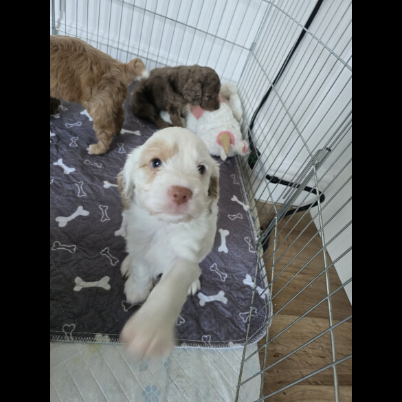 Cockapoo - Both