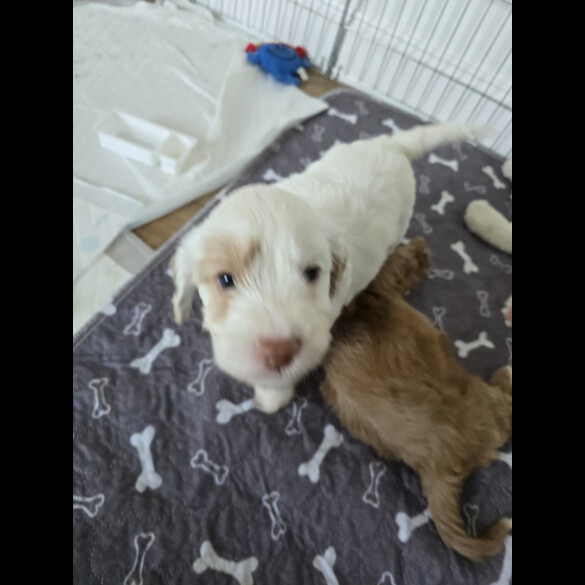 Cockapoo - Both