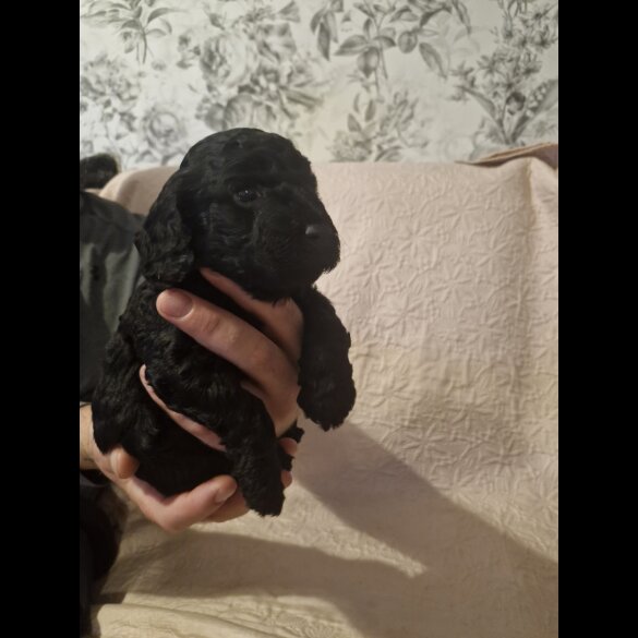 Cockapoo - Both