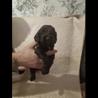 Cockapoo - Both