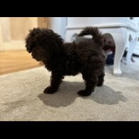 Cockapoo - Both