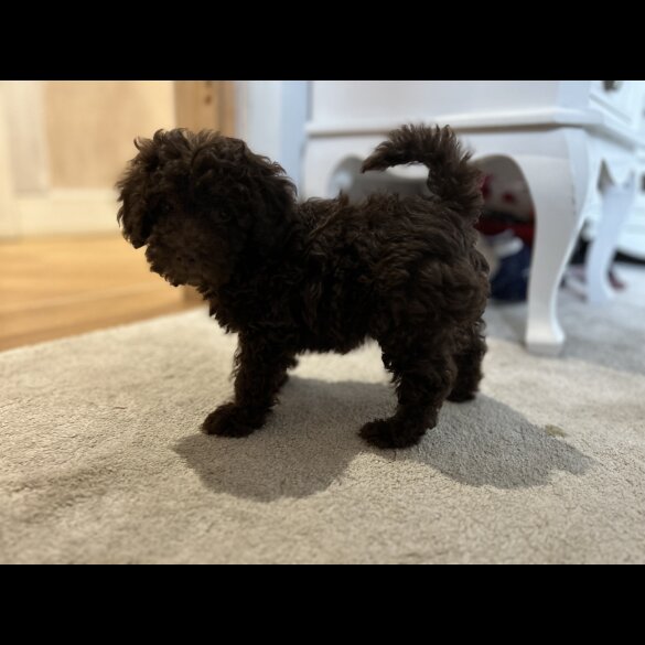 Cockapoo - Both