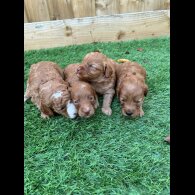 Cockapoo - Both