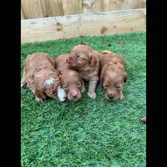 Cockapoo - Both