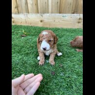 Cockapoo - Both