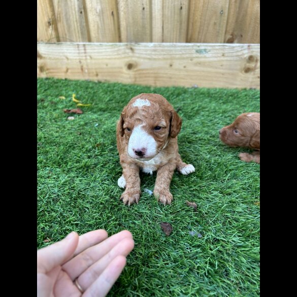 Cockapoo - Both