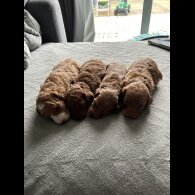 Cockapoo - Both